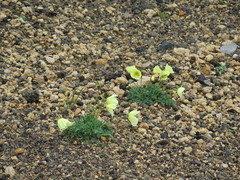 Papaver radicatum pseudoradicatum