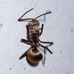 Polyrhachis proxima