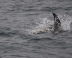 Lagenorhynchus albirostris