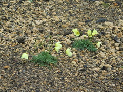 Papaver radicatum pseudoradicatum