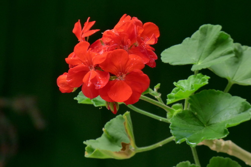 Pelargonium × hybridum