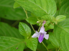 Asystasia dalzelliana