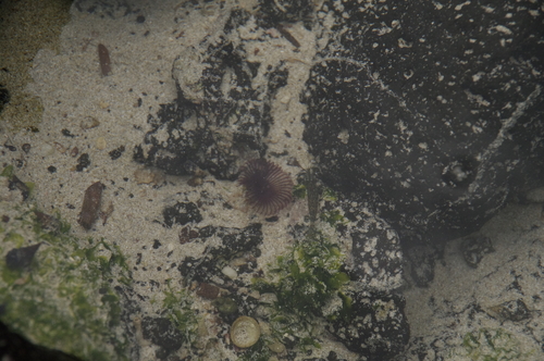Palaemon ritteri