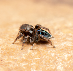 Maratus nigromaculatus