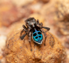 Maratus nigromaculatus
