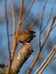 Troglodytes troglodytes