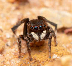 Maratus nigromaculatus