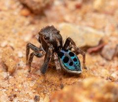 Maratus nigromaculatus