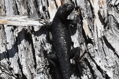 Sceloporus occidentalis biseriatus