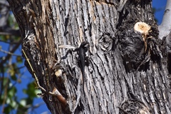 Sceloporus occidentalis biseriatus