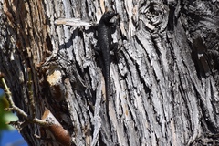 Sceloporus occidentalis biseriatus