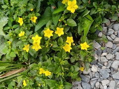Lysimachia remota