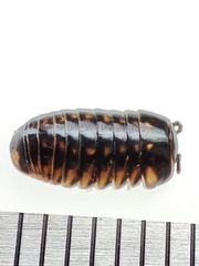Glomeridae