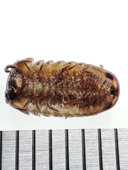Glomeridae