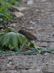 Prunella modularis occidentalis