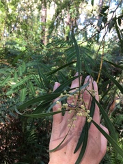Acacia attenuata