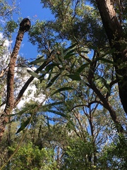 Acacia attenuata