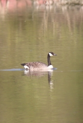 Branta canadensis