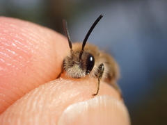 Andrena humilis