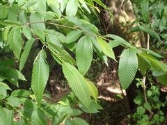 Carpinus japonica