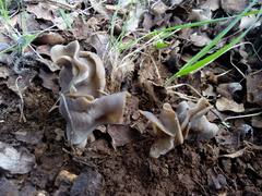 Helvella monachella