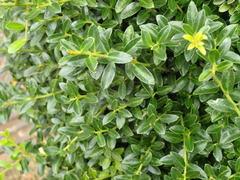 Ilex crenata