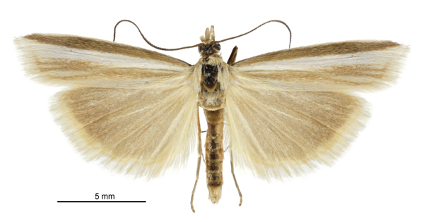 Orocrambus jansoni