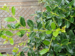 Ilex crenata