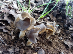 Helvella monachella