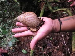 Megalobulimus maximus