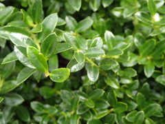 Ilex crenata