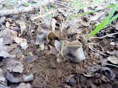 Helvella monachella