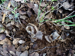 Helvella monachella