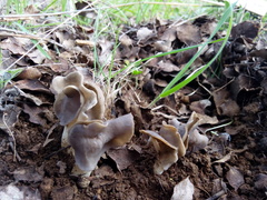 Helvella monachella