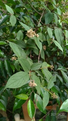 Deutzia cordatula