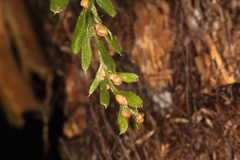 Tmesipteris horomaka