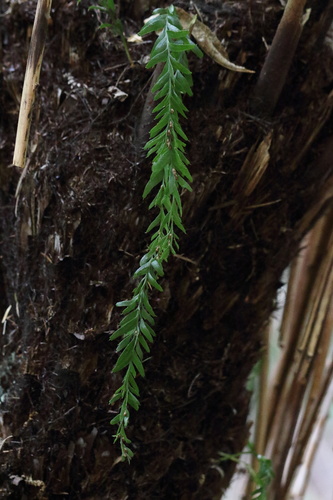 Banks Peninsula fork fern (Tmesipteris horomaka)