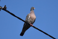 Columba palumbus
