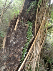 Tmesipteris horomaka