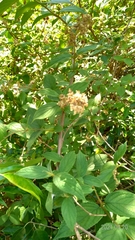 Deutzia cordatula