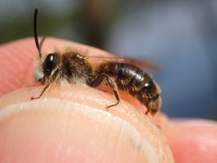 Andrena humilis