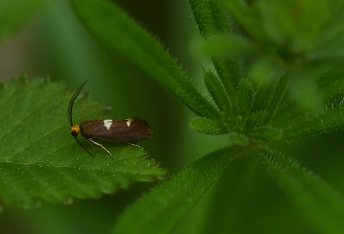 Incurvaria masculella
