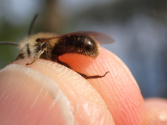 Andrena humilis