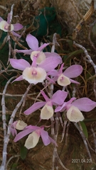 Dendrobium aphyllum