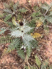 Cynara algarbiensis
