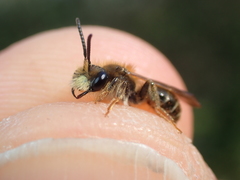 Andrena chrysosceles