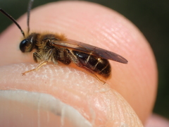 Andrena chrysosceles