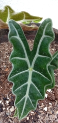 Caladium lindenii