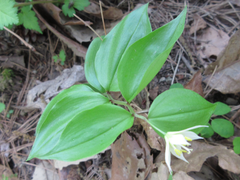 Disporum smilacinum