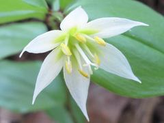 Disporum smilacinum